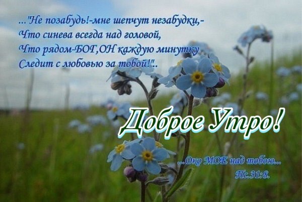 Цитаты про незабудки