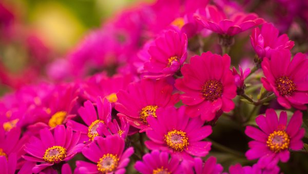 Paeonia (пион) Sweet Sixteen