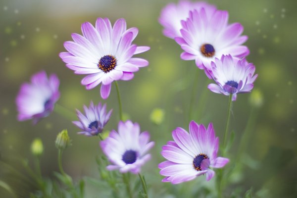 Космея – Pink Cosmos