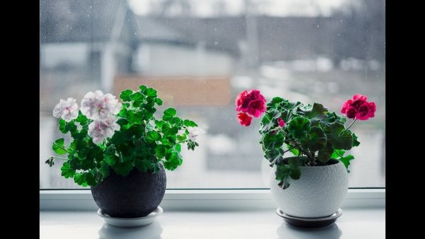 Цветы в горшках на окне