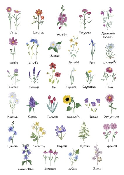 Каталог цветов: названия и фото, описание цветов, виды и сорта.