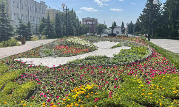 Палисадник роза лилейник Хоста