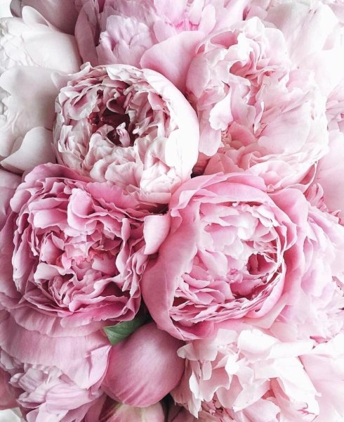 Пионовидная роза Peony Pink