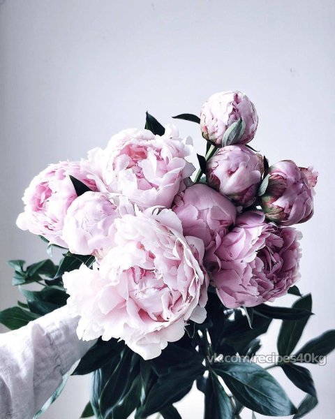 Пиони Пинк (Peony Pink)