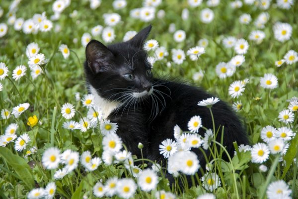 Красивые цветы и животные