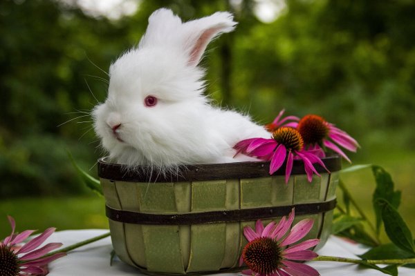 Кошка Весна