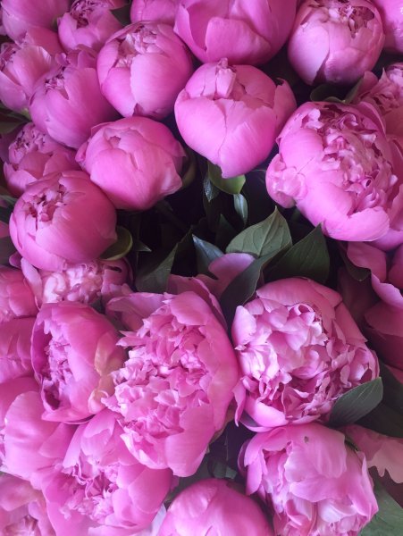Пиони Пинк / Peony