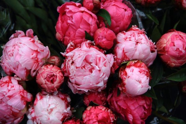 Пионовидная роза Peony Pink