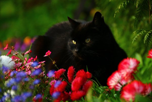 Котёнок с цветком