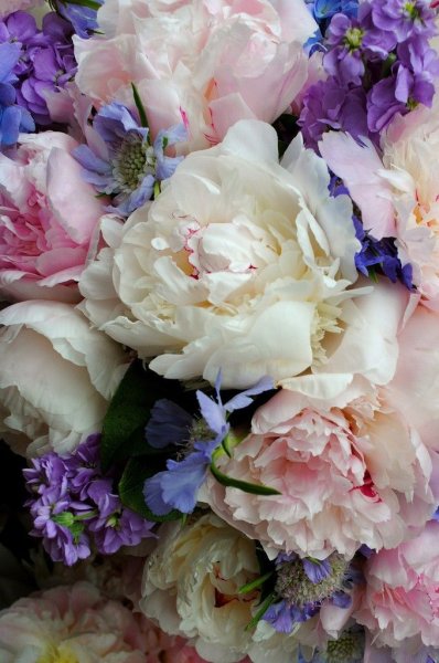 Пиони Пинк (Peony Pink)