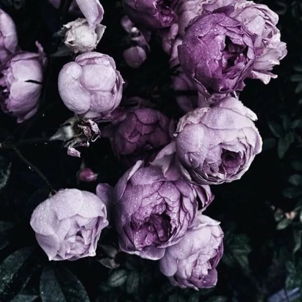 Пиони Пинк (Peony Pink)