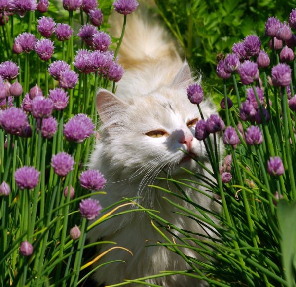 Котенок с цветочком