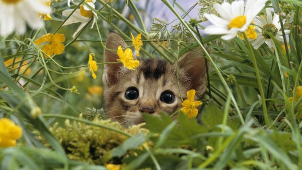 Котик с яркими цветами