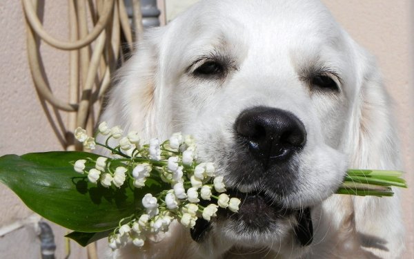 Кошечка в цветах