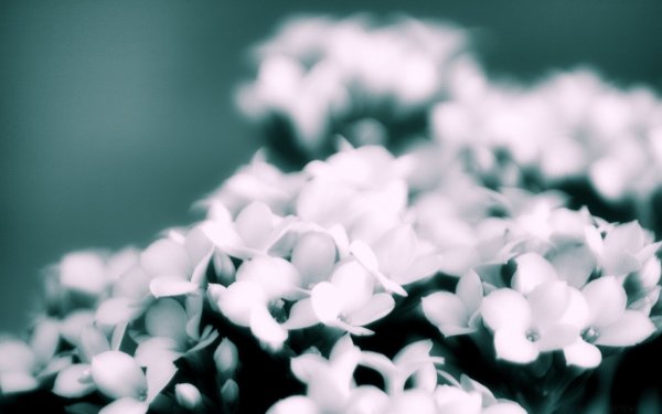 Хризантема Bislet White