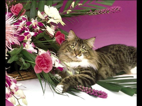 Кошка поздравляет