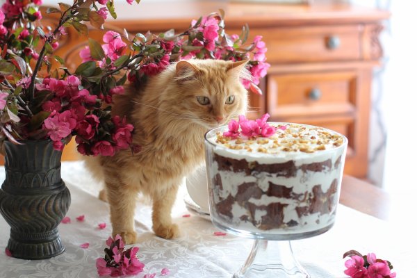 Тортик для котика