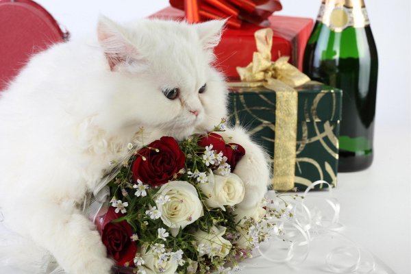 Кот с букетом