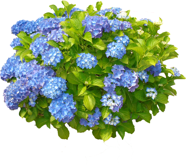 Гортензия Буш