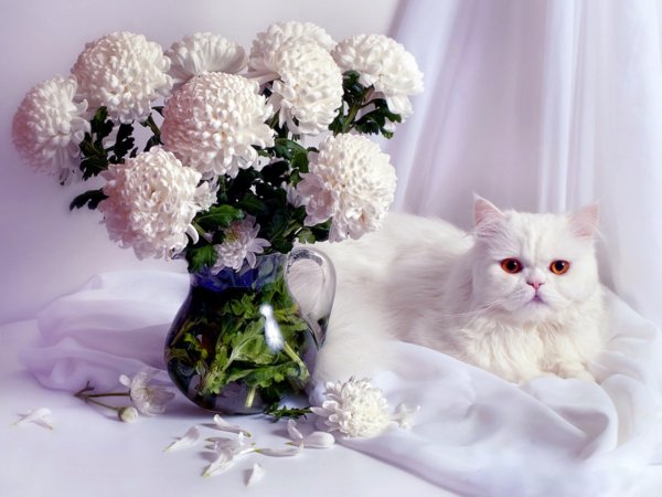 Кот с цветами