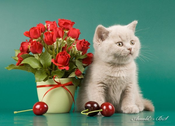 Открытка с днём рождения с котятами