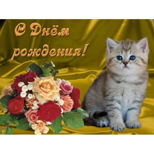Открытки с котятами