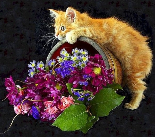 Кошка поздравляет