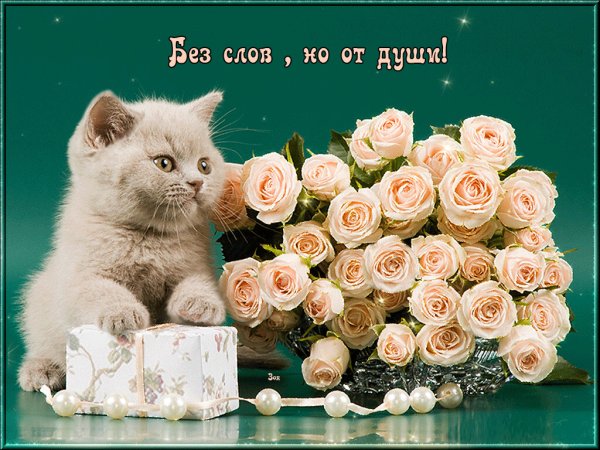Кот дарит подарок