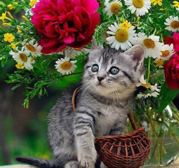 Кот с букетом цветов