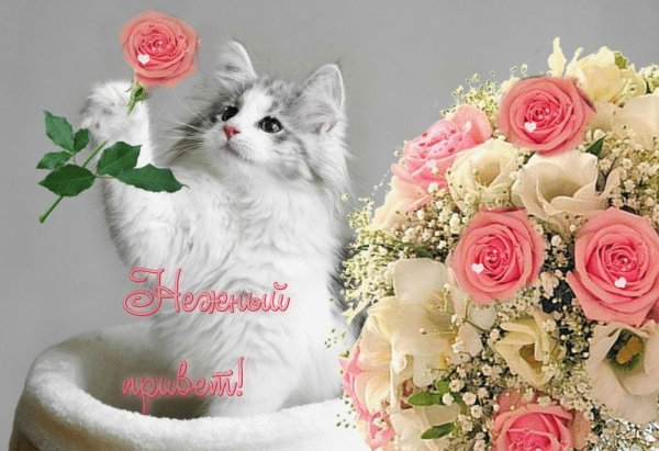 Розы и котенок