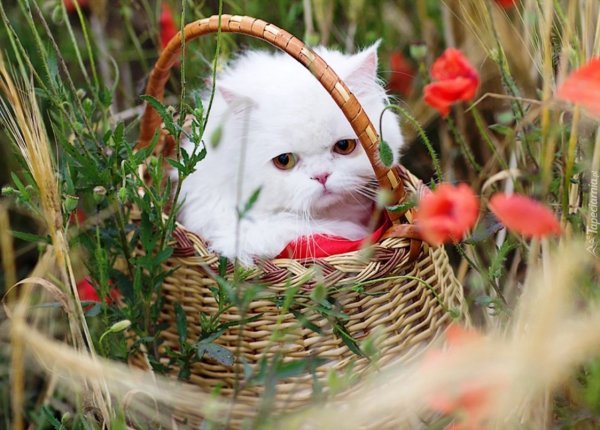 Букет котят