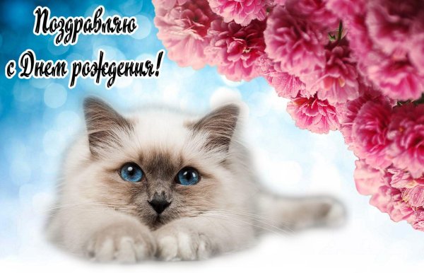Открытка кошки с днём рождения