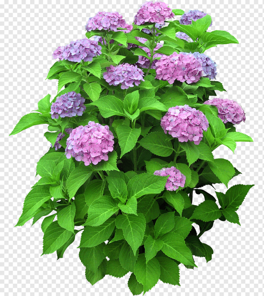 Гортензия куст