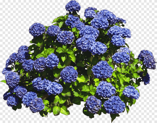 Гортензия куст ПГН