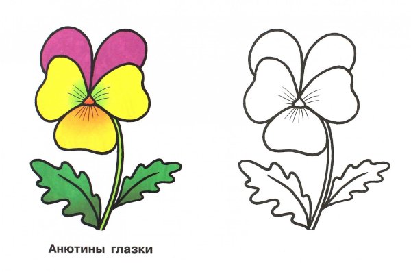 Анютины глазки рисунок для детей
