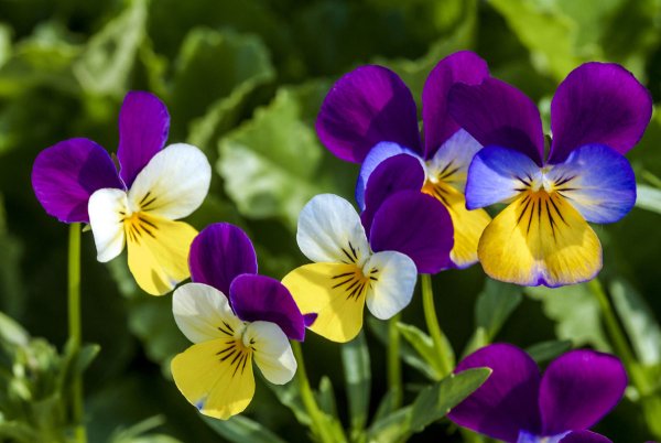 Виола трехцветная (Viola Tricolor)