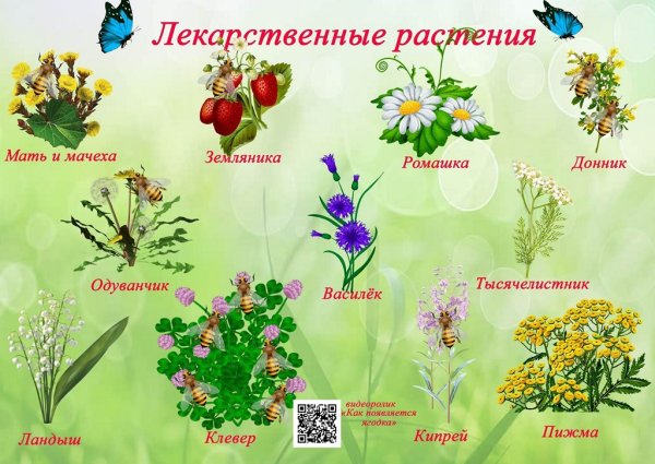 Карточки растения для детей