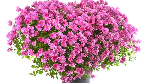 Флокс и Хризантема