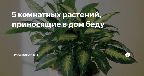 Домашние цветы приносящие беды
