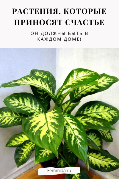 Какие цветы нельзя иметь в доме