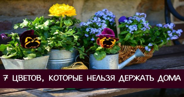 Комнатные растения которые нельзя держать дома