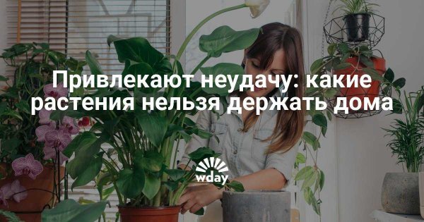 Филодендрон комнатные
