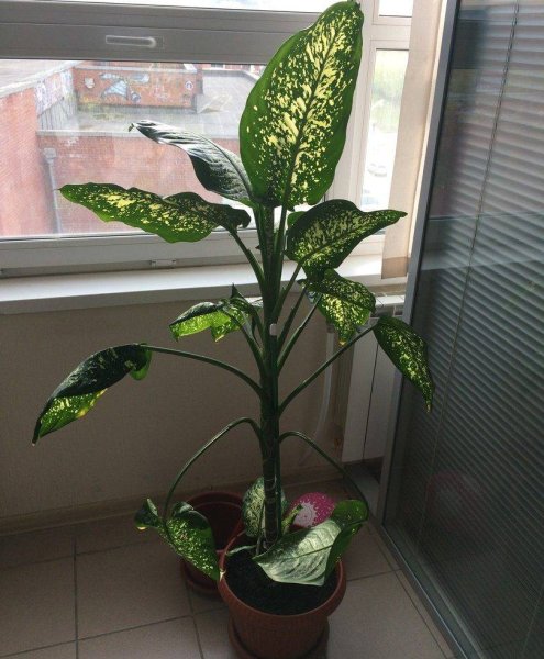 Нежелательные комнатные цветы в доме