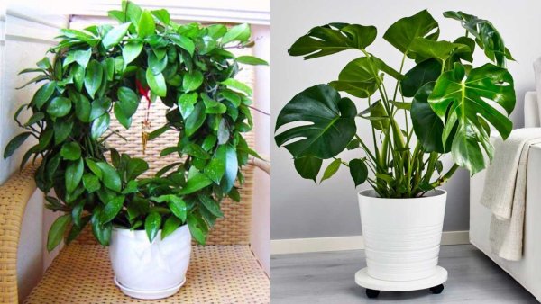 Чем опасны фикусы и алоэ: 10 комнатных растений, с которыми стоит быть осторожнее