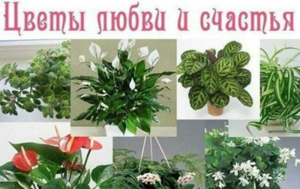Фикус каучуконосный