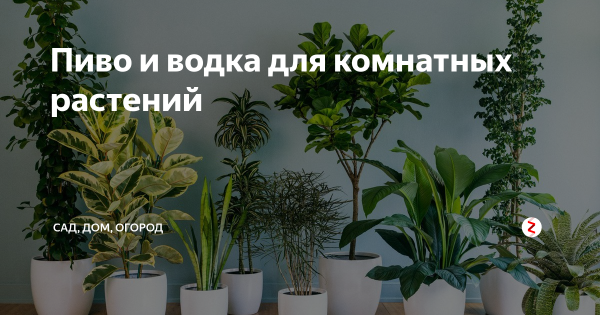 Цветок Диффенбахия комнатный