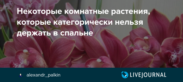 Популярные комнатные растения коллаж
