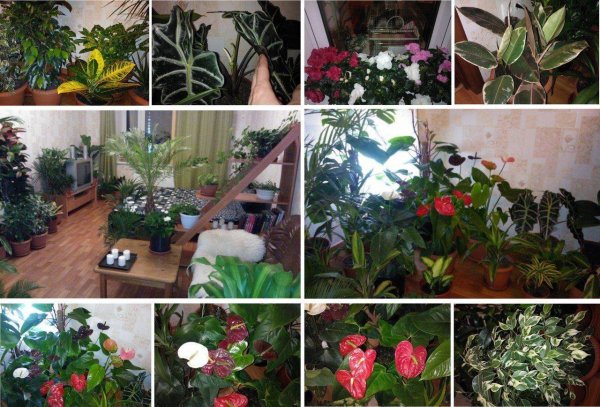 Замиокулькас замиелистный