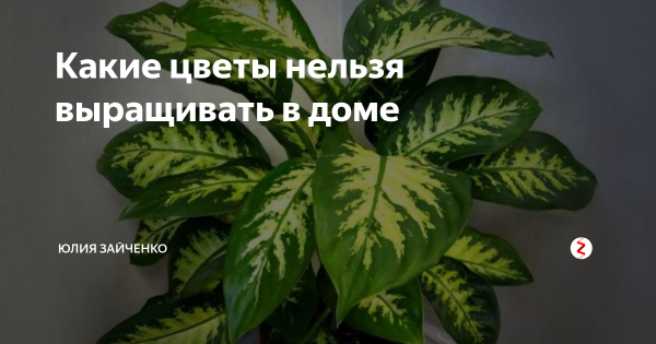 Монстера мужегон