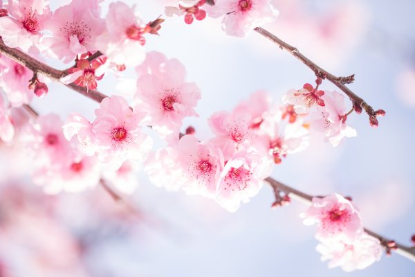 Sakura валлпаперс